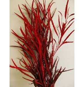 ΓΚΡΑΒΙΛΕΑ ΒΑΜΜΕΝΗ GREVILEA PAINTED RED